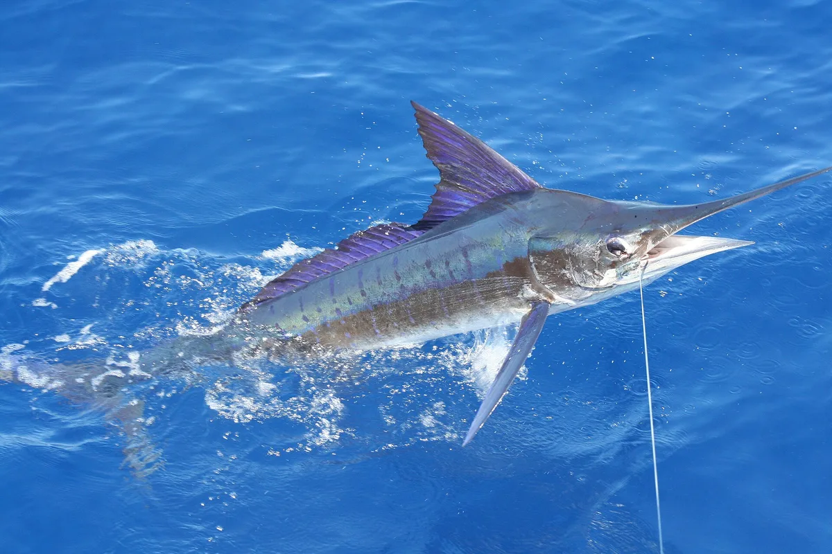 Espadim-raiado (marlin) junto ao barco, preso à linha